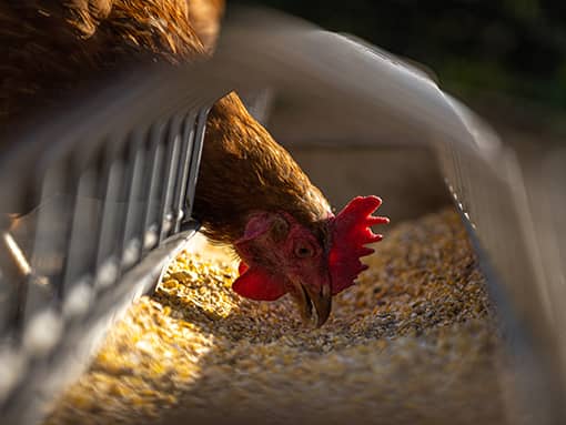 Bases de la nutricion animal