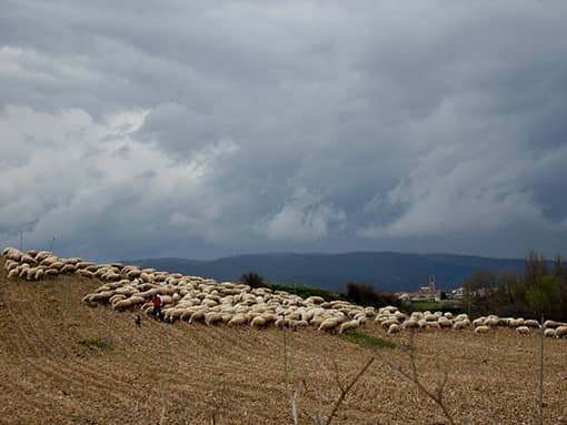 Repercusiones de la nutrición sobre el medio ambiente y la salud y bienestar de los animales